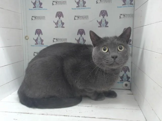 An adult small-sized female Russian Blue cat named Nezuko for adoption in Orlando, FL