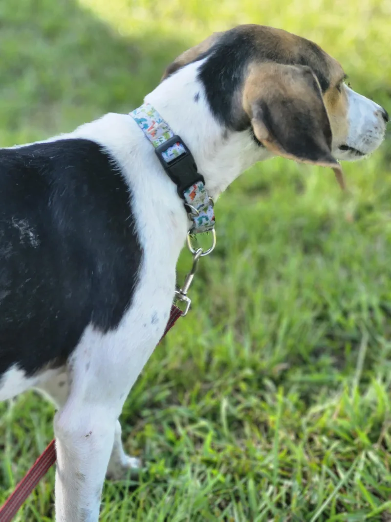 A young medium-sized female Treeing Walker Coonhound dog named Collette for adoption in Conway, SC