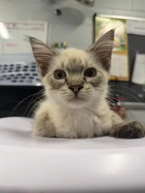 A baby medium-sized male Siamese cat named Italian Ice for adoption in Kalamazoo, MI