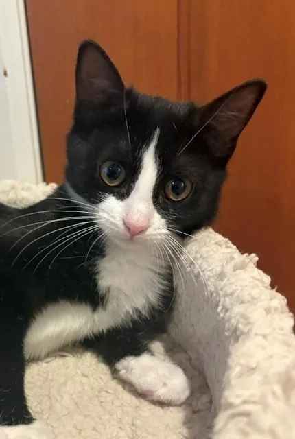 A baby medium-sized female Black & White / Tuxedo Domestic Short Hair cat named Waffle for adoption in Little Falls, NJ