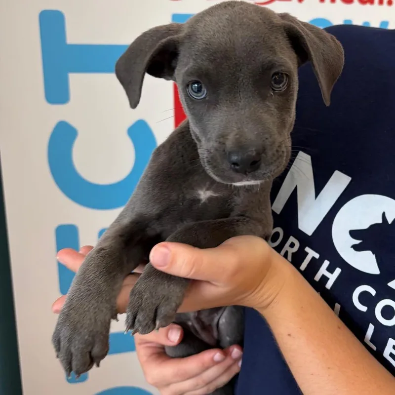 A baby small-sized female Mixed Breed dog named Jasmine for adoption in Morrisville, VT