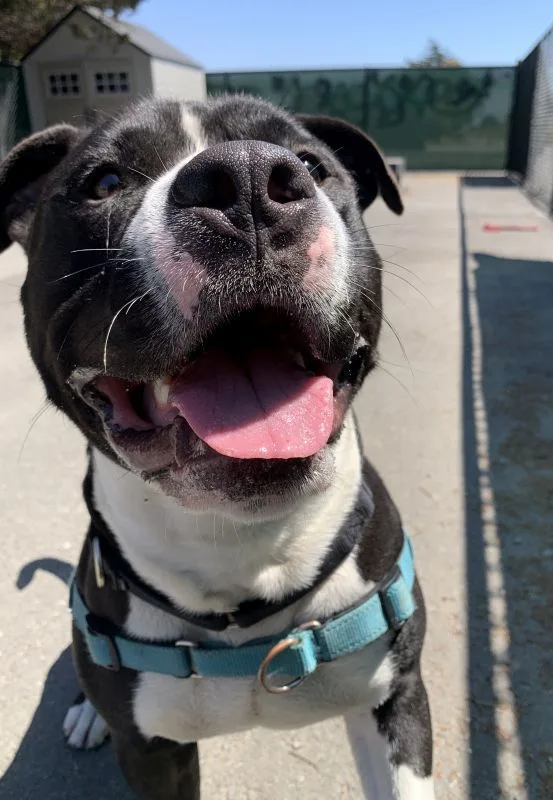 An adult large-sized male Black Pit Bull Terrier dog named Casper for adoption in Berkeley, CA