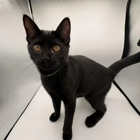 A baby medium-sized male Black Domestic Short Hair cat named Peanut for adoption in Springfield, MO