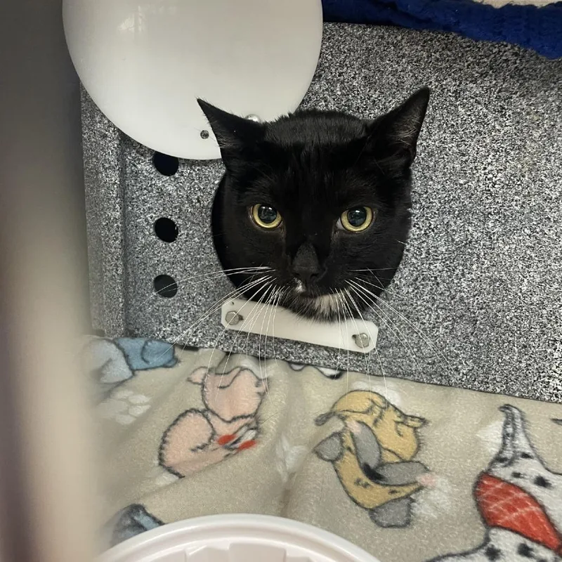 A baby small-sized male Black Domestic Short Hair cat named Tuxedo for adoption in Newark, NJ