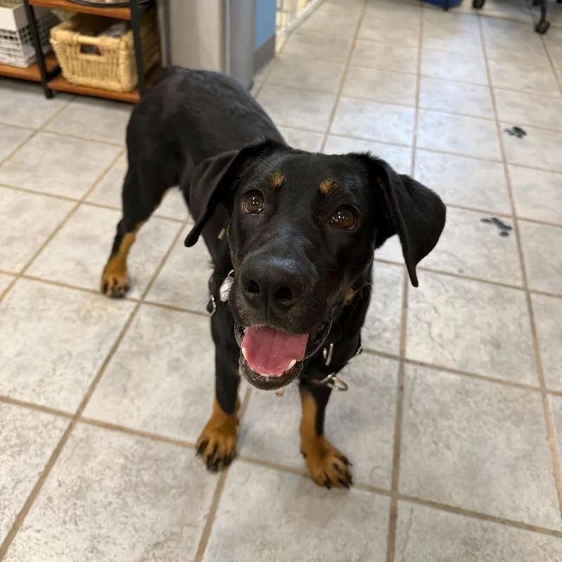 A young medium-sized male Black Hound dog named Drake for adoption in Falls Church, VA
