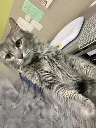 An adult medium-sized female Domestic Short Hair cat named Curveball for adoption in New Orleans, LA