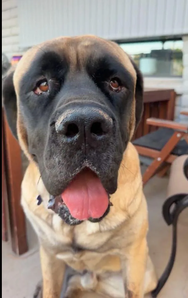 A young extra large-sized male Mastiff dog named Hank for adoption in Glendale, AZ