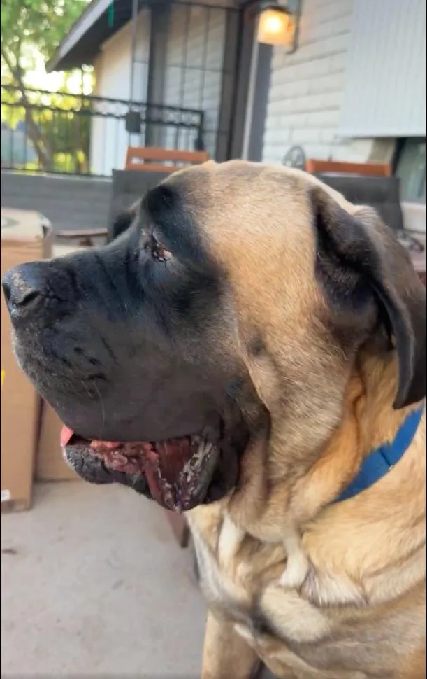 Hank thumbnail 3