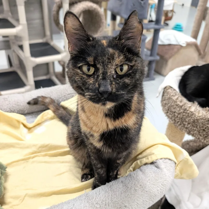 An adult medium-sized female Tortoiseshell cat named Mercedes for adoption in West Palm Beach, FL