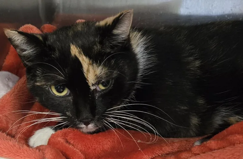A young medium-sized female Domestic Short Hair cat named Pretty Girl for adoption in Windsor, CT