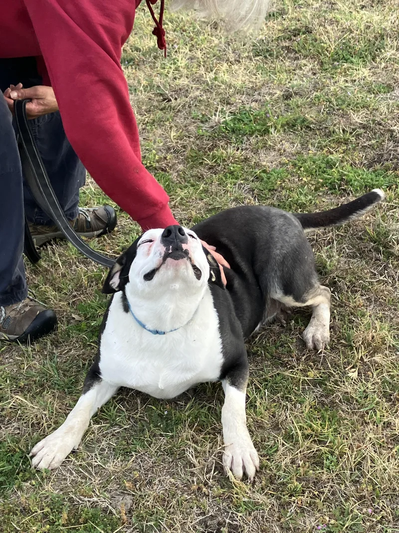 Rosesweet Soul thumbnail 2