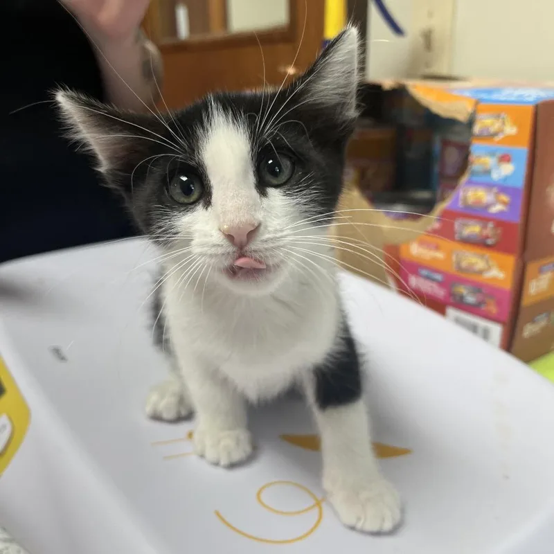 A baby medium-sized female Black & White / Tuxedo Domestic Short Hair cat named Slytherin for adoption in Kansas City, KS