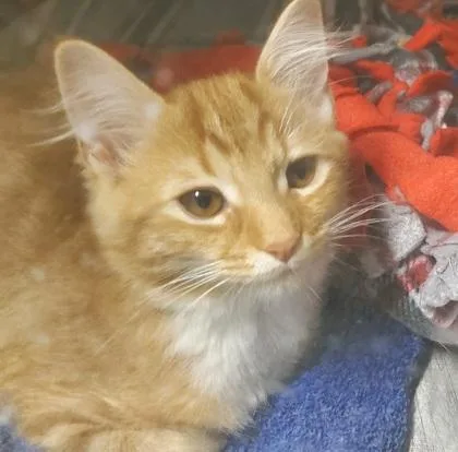 A young medium-sized female Domestic Short Hair cat named Fanta for adoption in Kansas City, MO