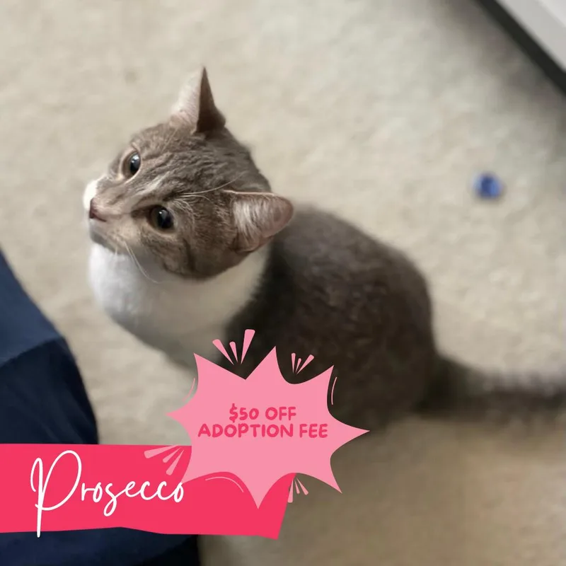 A baby medium-sized female Gray & White Domestic Short Hair cat named Prosecco for adoption in Chattanooga, TN