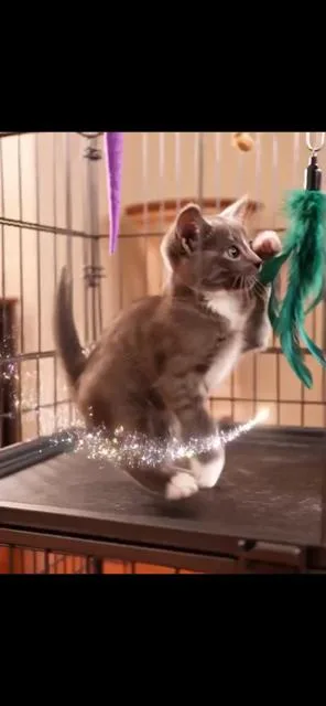 A baby medium-sized female Gray & White Domestic Short Hair cat named Willow for adoption in Stockton, CA
