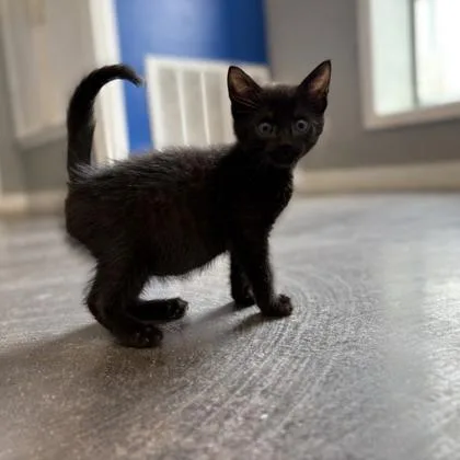 A baby medium-sized male Domestic Short Hair cat named Eclipse for adoption in West Chester, PA