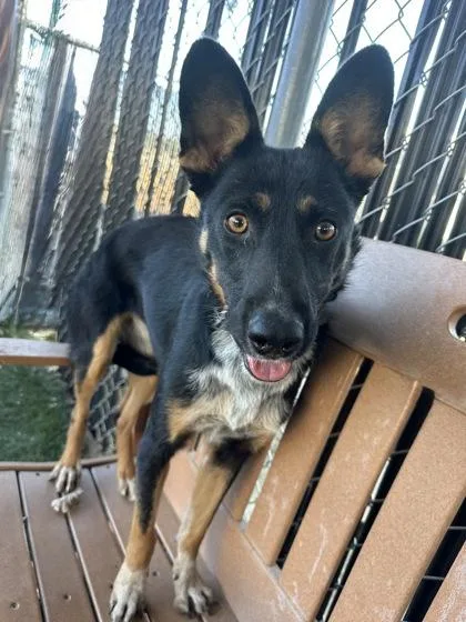 An adult medium-sized female Australian Cattle Dog / Blue Heeler dog named Louise for adoption in Red Bluff, CA
