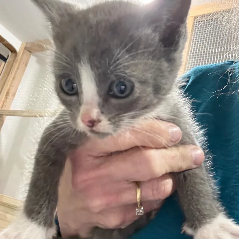 A baby small-sized male Gray / Blue / Silver Domestic Short Hair cat named Sardine for adoption in Ferndale, WA