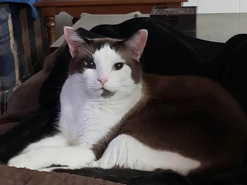 A senior medium-sized male Brown / Chocolate Domestic Short Hair cat named Choco Chester for adoption in Clarksville, TN