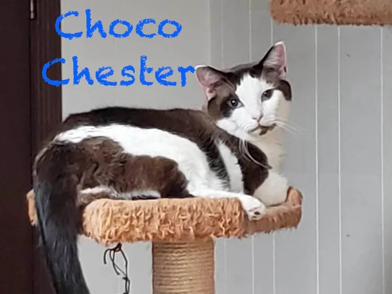 Choco Chester thumbnail 2