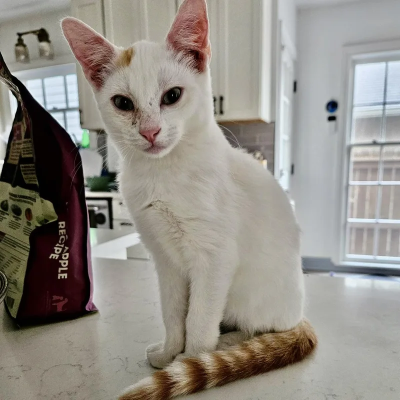 A baby medium-sized male Orange & White Domestic Short Hair cat named Oscar for adoption in Liverpool, TX