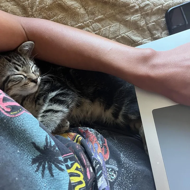 A baby small-sized male Brown / Chocolate Domestic Medium Hair cat named Teddy Costa Mesa Location for adoption in Chino Hills, CA