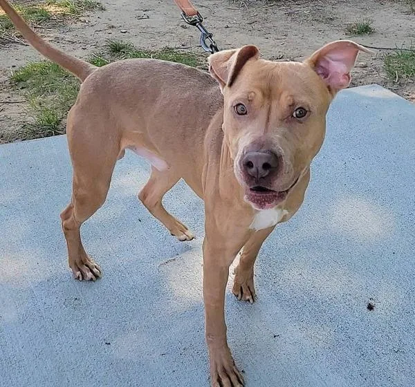 A young medium-sized male Pit Bull Terrier dog named Cheerio for adoption in Millersville, MD