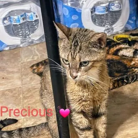 A young medium-sized female Domestic Short Hair cat named Precious for adoption in Haw River, NC