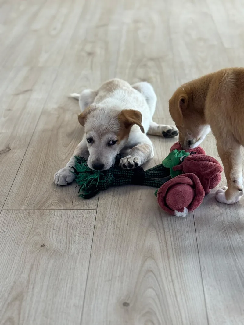 Galadriel thumbnail 5