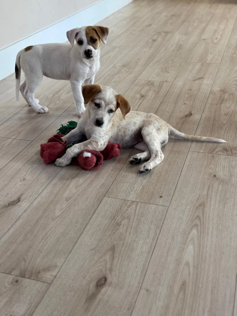 Galadriel thumbnail 4