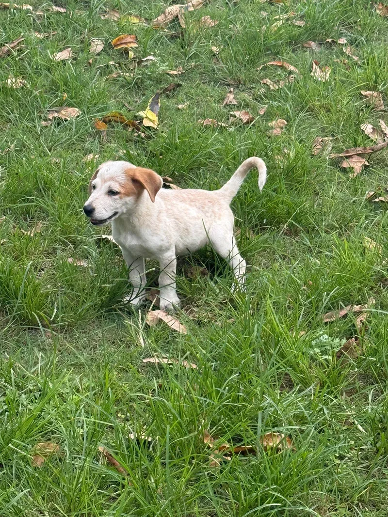 Galadriel thumbnail 6