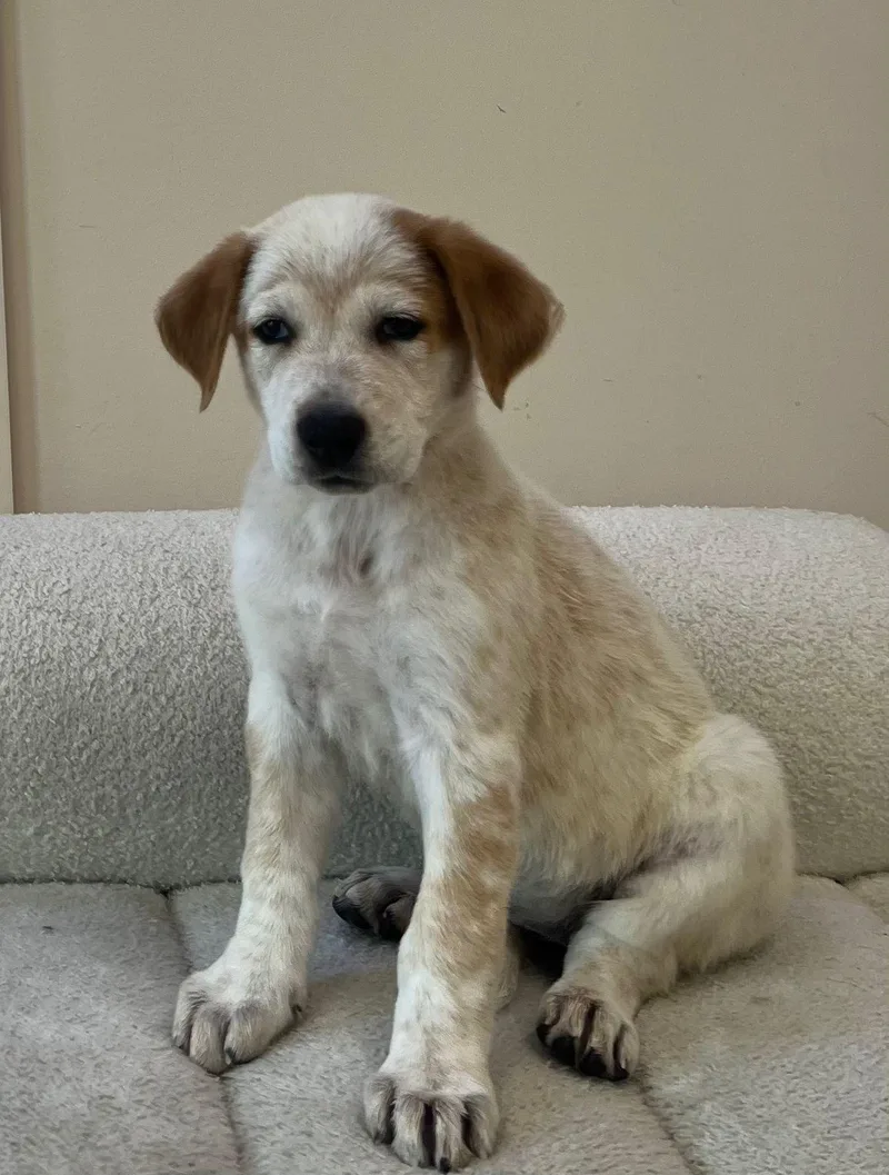 Galadriel thumbnail 2