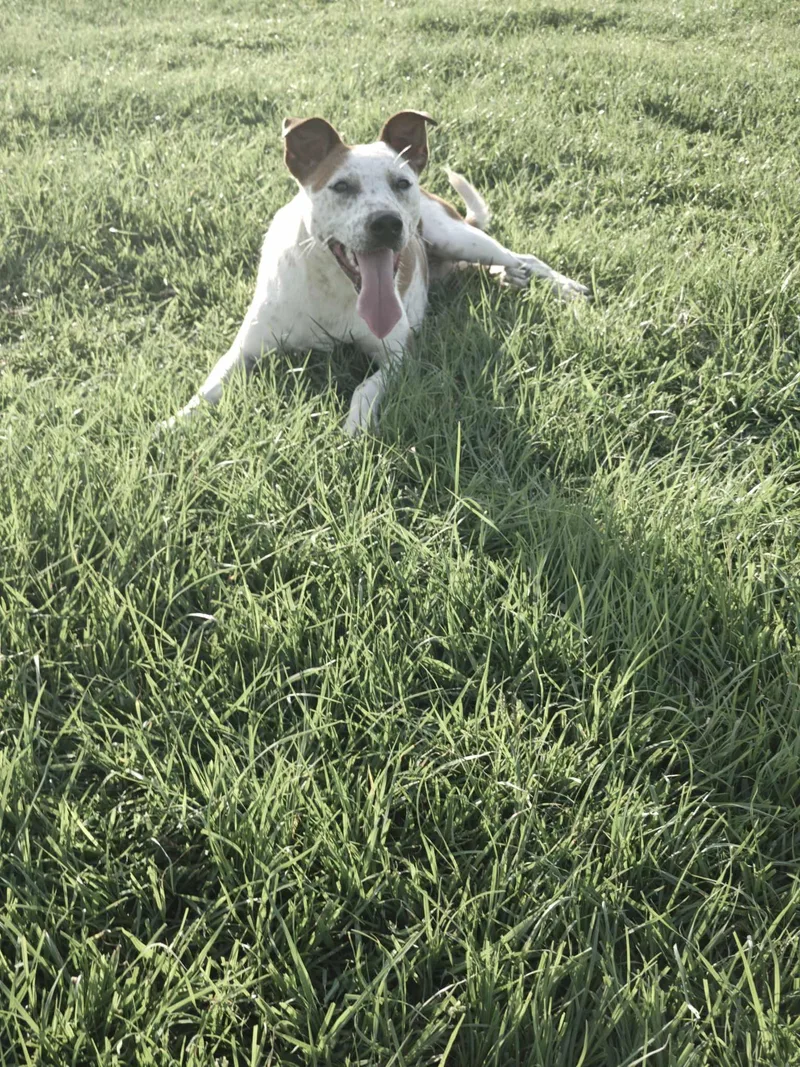 A young medium-sized female Lancashire Heeler dog named Sara for adoption in Ville platte, LA