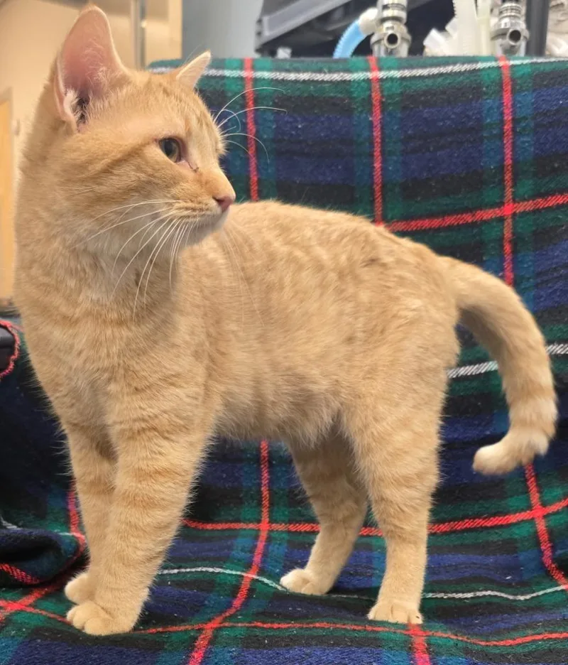 Tangerine thumbnail 2