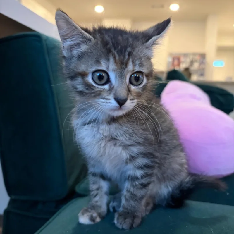 A baby medium-sized female Tabby (Brown / Chocolate) Domestic Short Hair cat named Amana for adoption in Murfreesboro, TN