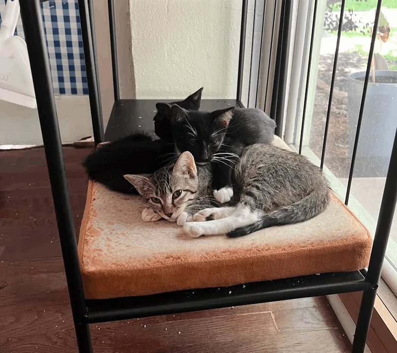 Precious thumbnail 4