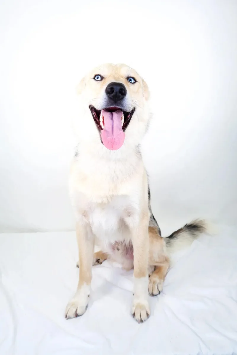 An adult medium-sized male Yellow / Tan / Blond / Fawn Husky dog named Fezzick for adoption in Bixby, OK