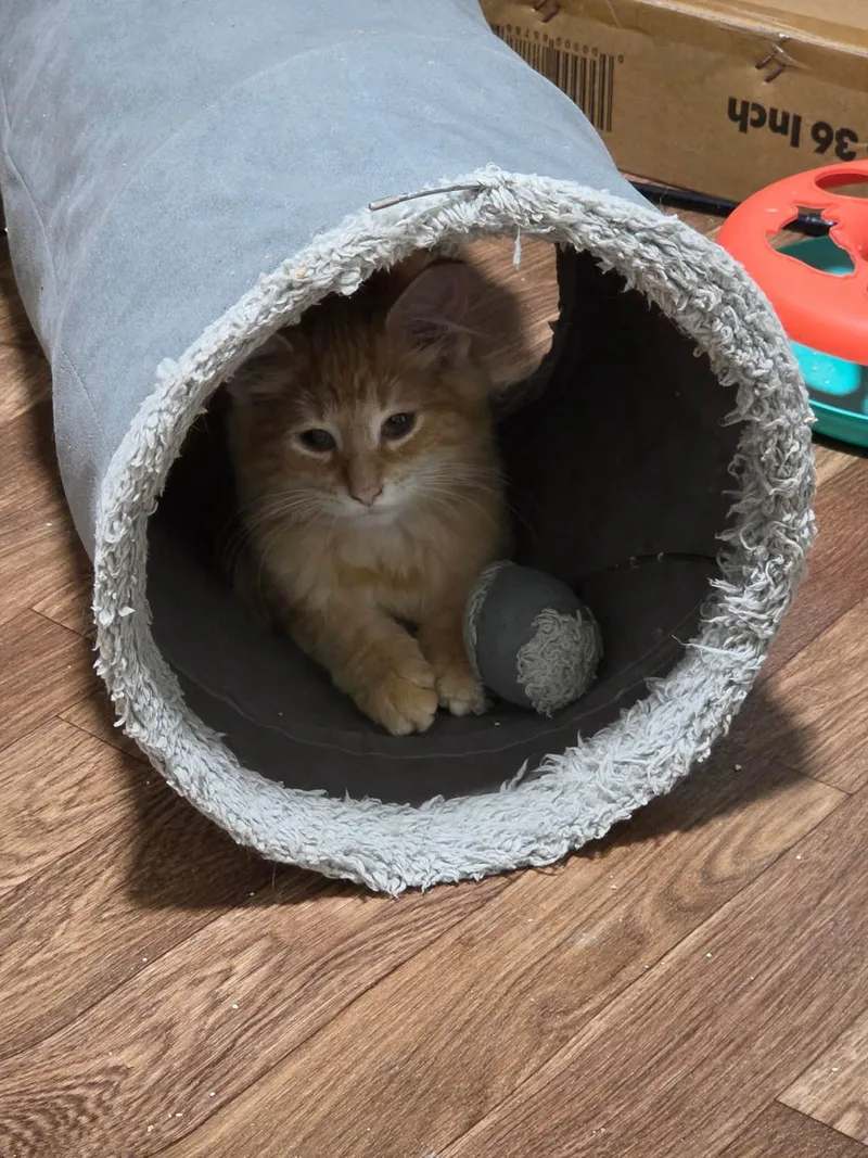 A baby medium-sized male Domestic Long Hair cat named Scotch A Fluffy for adoption in Pickerinton, OH