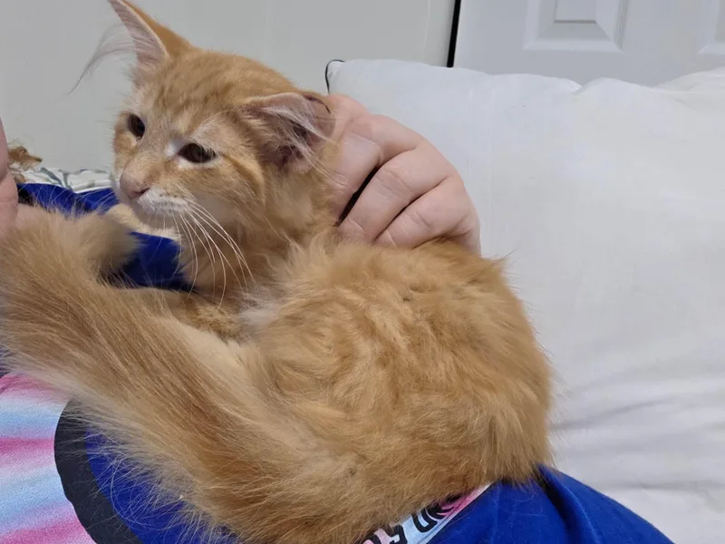 Scotch  A Fluffy thumbnail 2