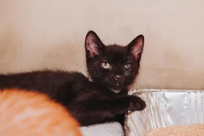 A baby small-sized female Domestic Short Hair cat named a Nod for adoption in North Charleston, SC
