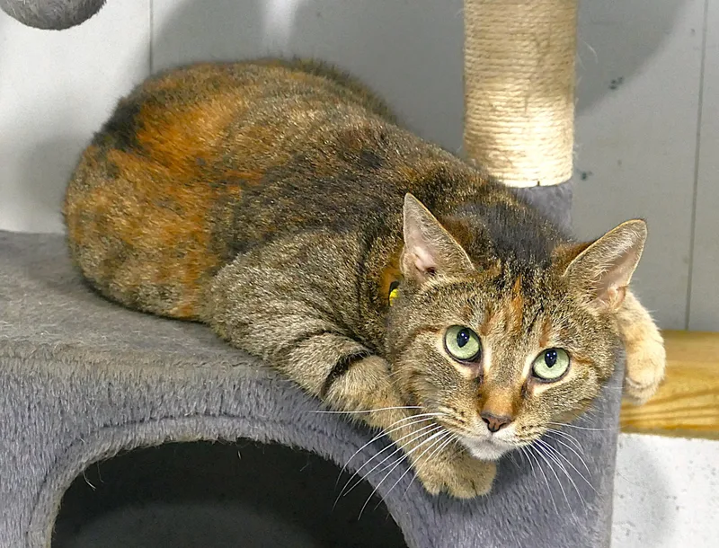 An adult medium-sized female Tabby (Brown / Chocolate) Domestic Short Hair cat named Covi for adoption in Beechbottom, WV