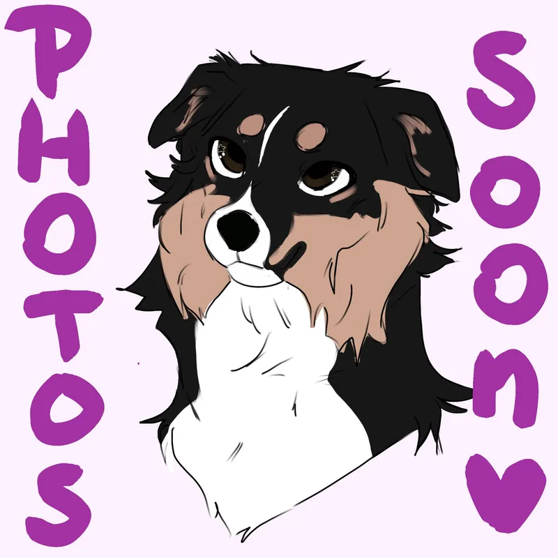 An adult medium-sized female Tricolor (Brown, Black, & White) Border Collie dog named Starfire for adoption in Bedford, VA