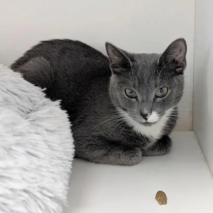 An adult small-sized female Domestic Short Hair cat named Sissy for adoption in Wheaton, IL