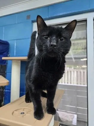An adult medium-sized male Domestic Short Hair cat named Panthro for adoption in Savannah, GA