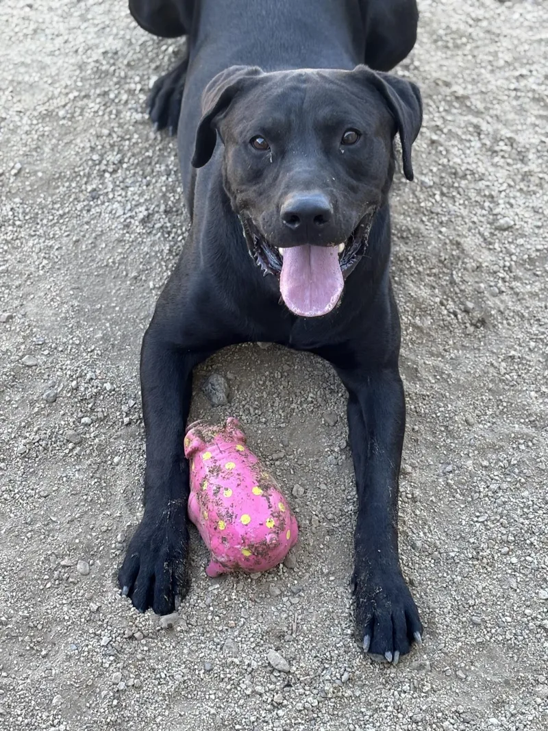 An adult extra large-sized male Labrador Retriever dog named Buddy for adoption in Stagecoach, NV