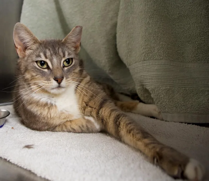 A young medium-sized female Domestic Short Hair cat named Dory for adoption in Shoreline, WA
