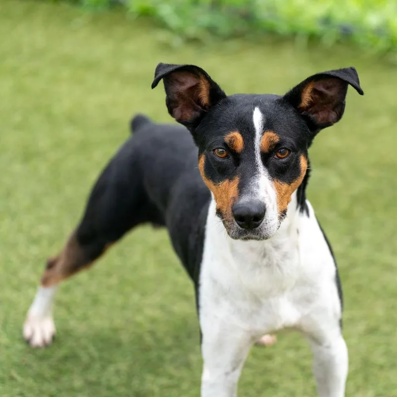 An adult medium-sized male Mountain Cur dog named Patches for adoption in Lavonia, GA