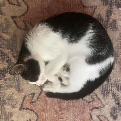 A baby small-sized male Black Domestic Short Hair cat named Walt for adoption in Atlanta, GA