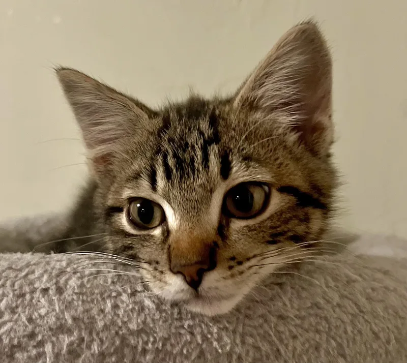 A baby medium-sized male Tabby (Brown / Chocolate) Tabby cat named Calvin for adoption in Springfield, OR