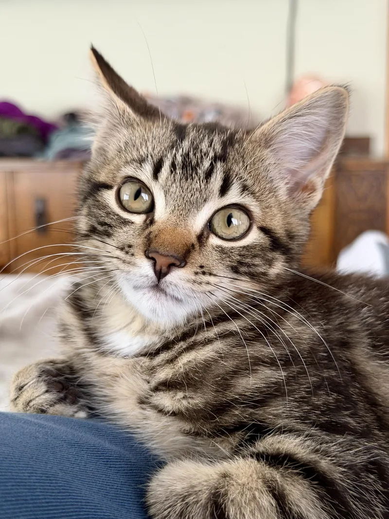 Calvin thumbnail 4